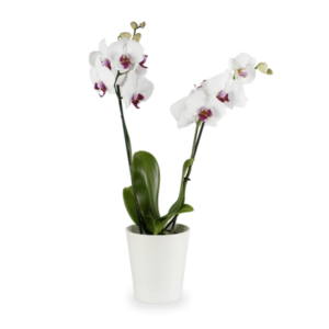 Planta de Orquídea Blanca