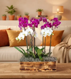 fallecimiento-sentido-pesame Fallecimiento sentido pesame con elegantes orquídeas phalaenopsis entrega el mismo día 1 a 2 horas en todas las funerarias de la Ciudad de México