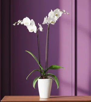 Flores de luto, orquídeas con entrega a domicilio en la Ciudad de México de 1 a 2 horas a todas las funerarias de Gayosso y J Garcia Lopez