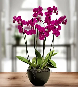orquideas-morada Orquídeas Morada de condolencias entrega el mismo dia en la Ciudad de México a todas las funerarias y panteones